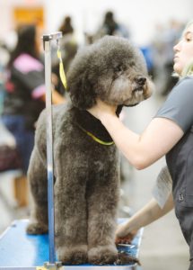 Michigan pet groomer dog bite lawyer - Buckfire Law