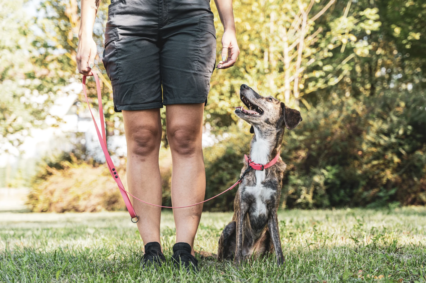 Tips to prevent dog bites